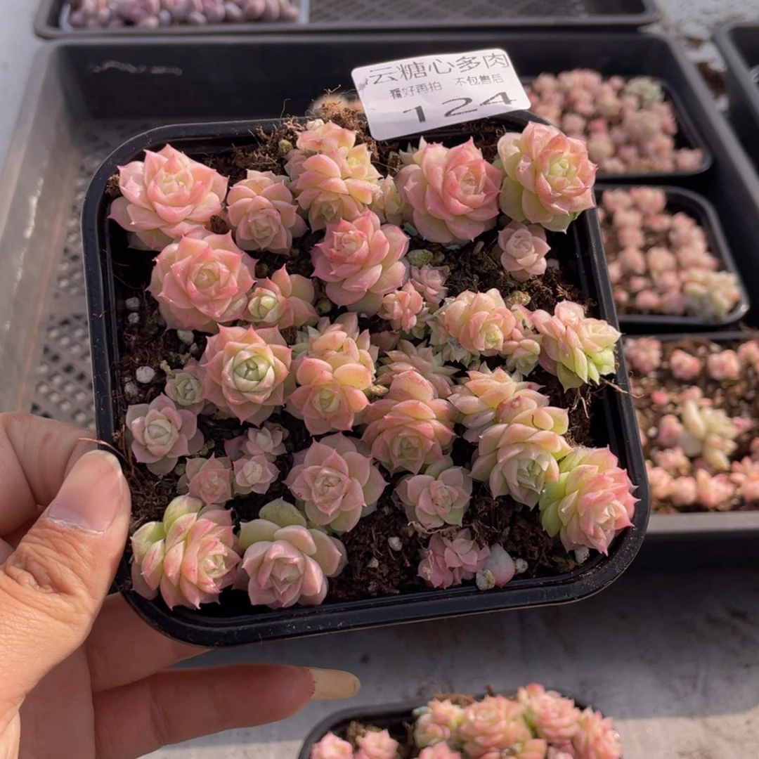 云糖心多肉植物124