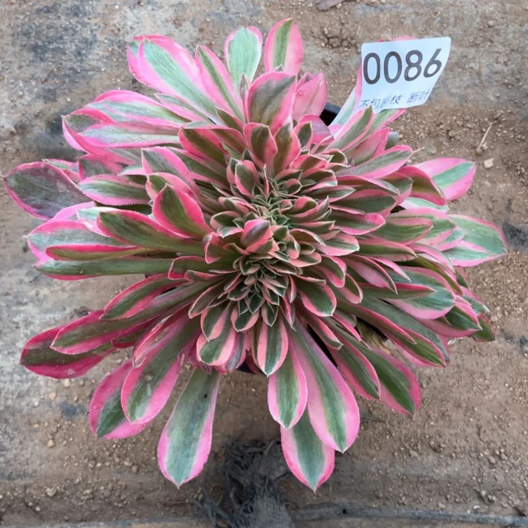 粉女巫缀化，脱土发货