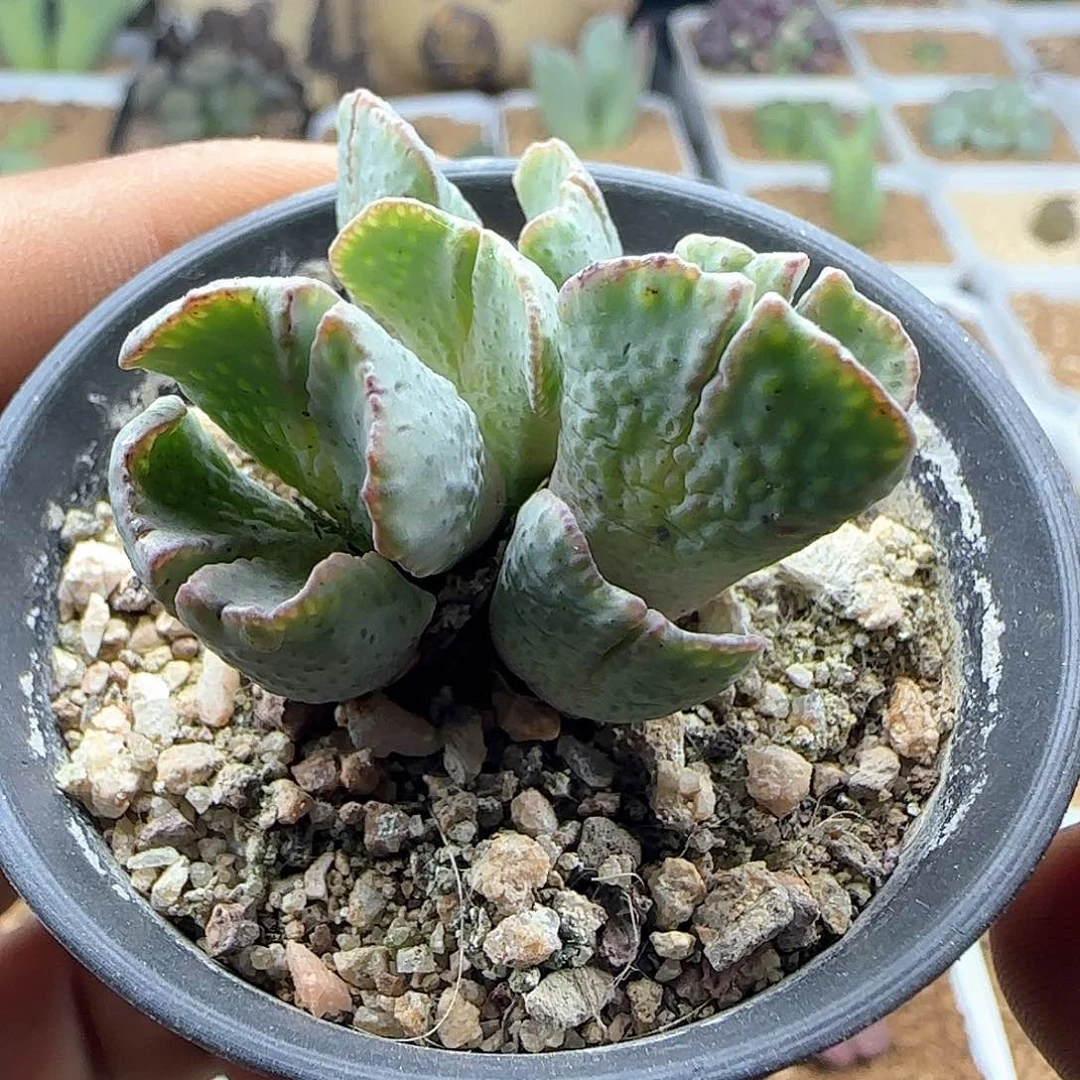开播福利来啦44331