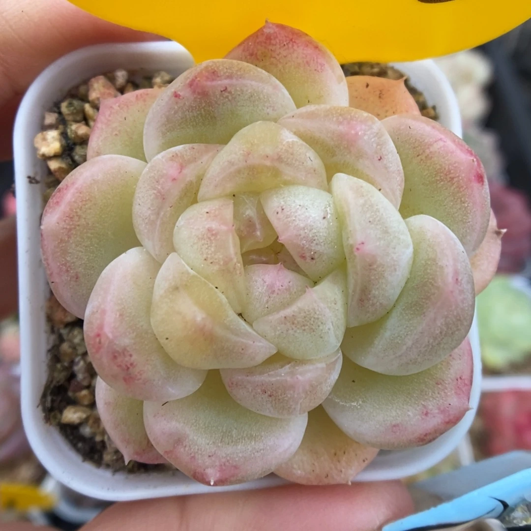 财富密码可拍5592号