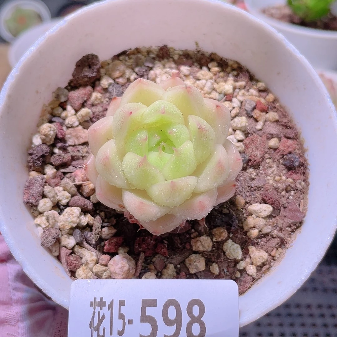 花利美15-598麦秆