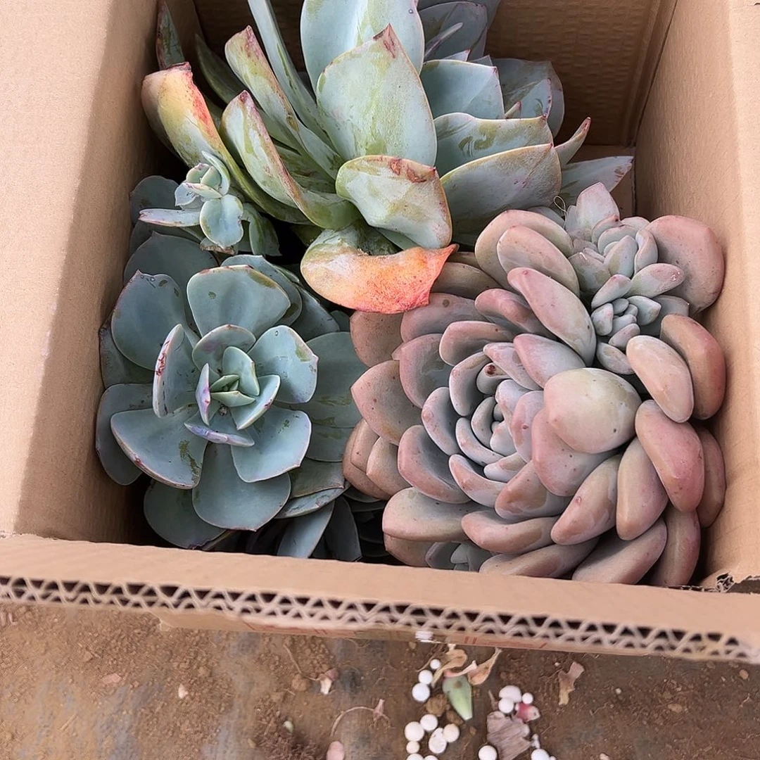 不***.地栽白凤群生一棵奥普1棵（包邮不包损）