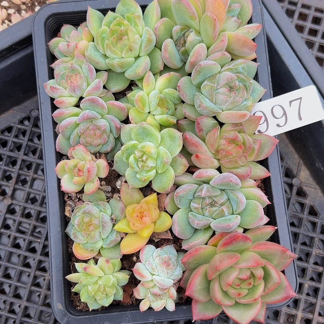 多肉植物多肉植物997