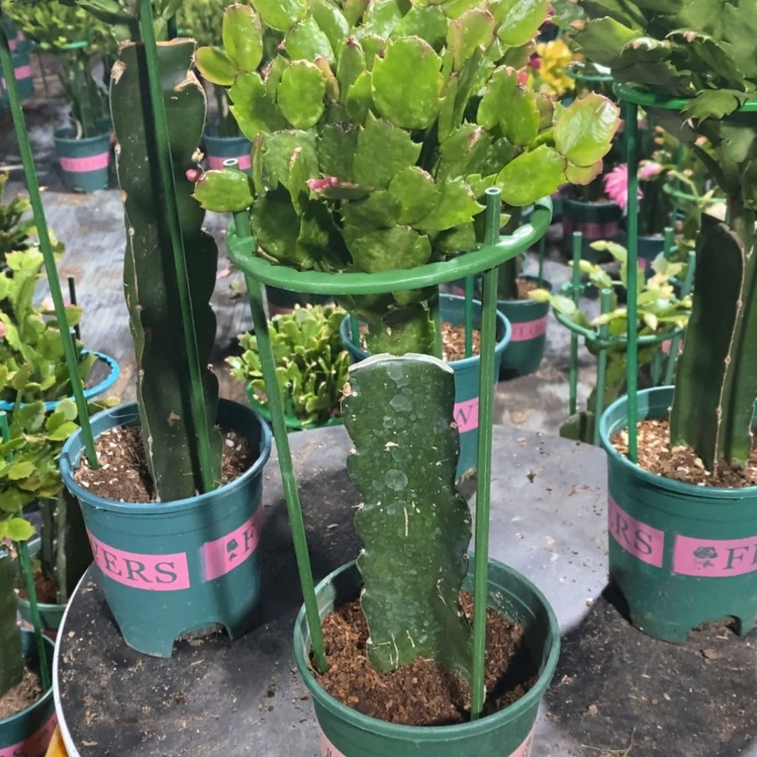 【闪购商品】当前无花朵，栽培后可花朵！276嫁接037