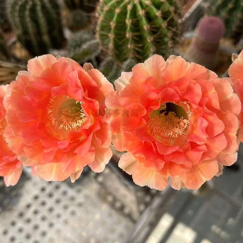 热恋大花圆瓣复色彩草席克氏仙人球好养爱开花包对版