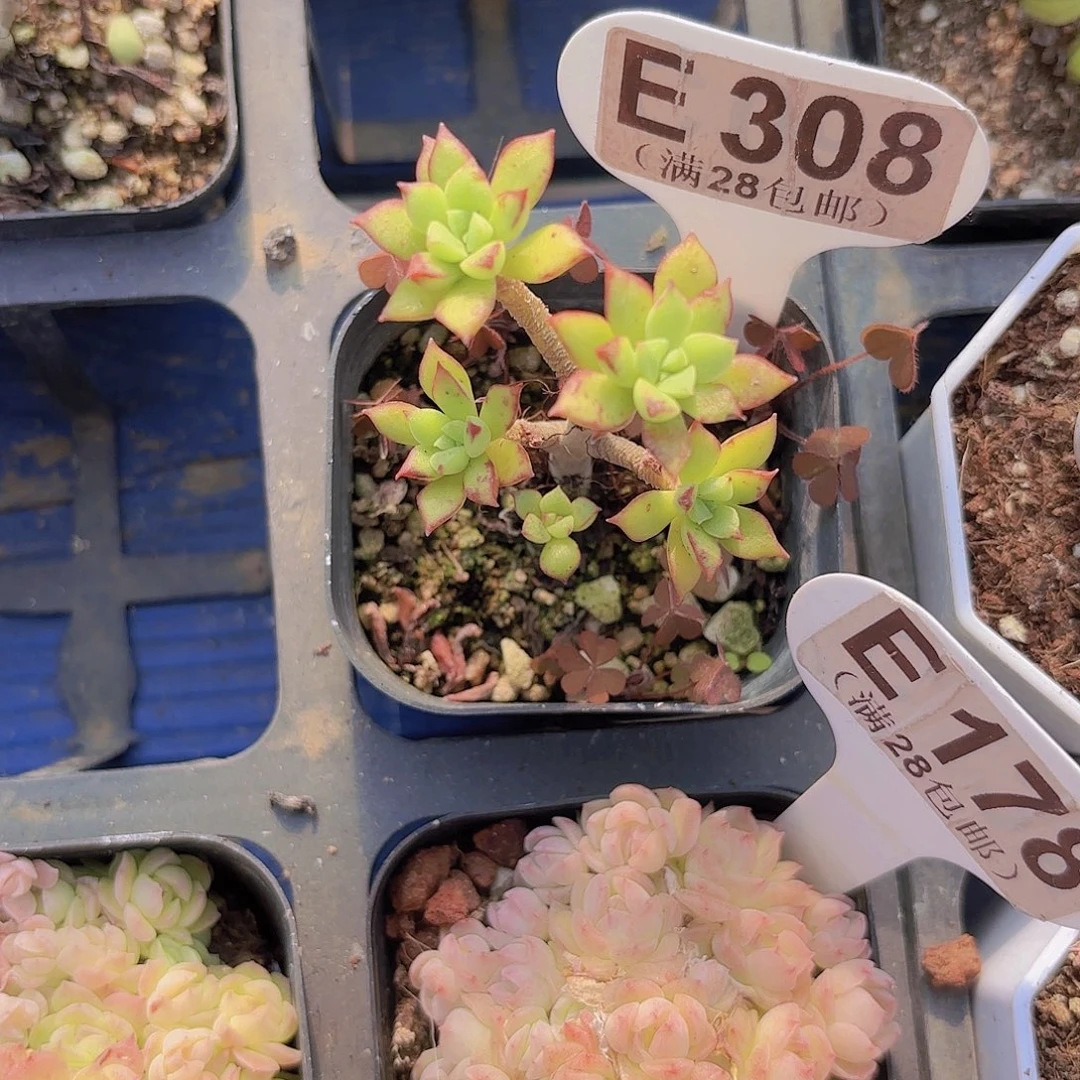 E308酥皮鸭一物一拍