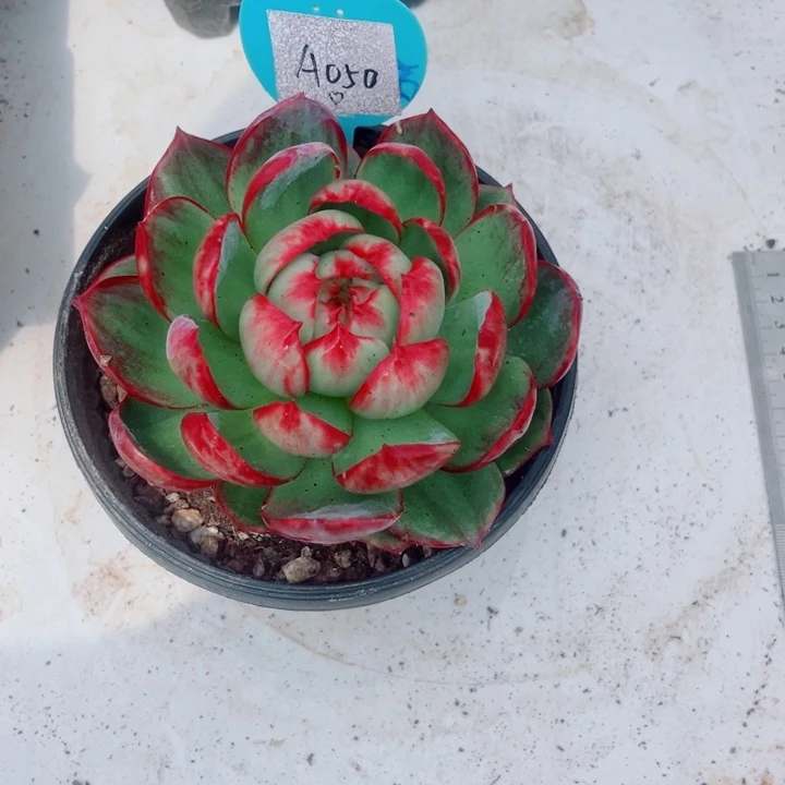 梨***_惊鸿仙子多肉植物A50