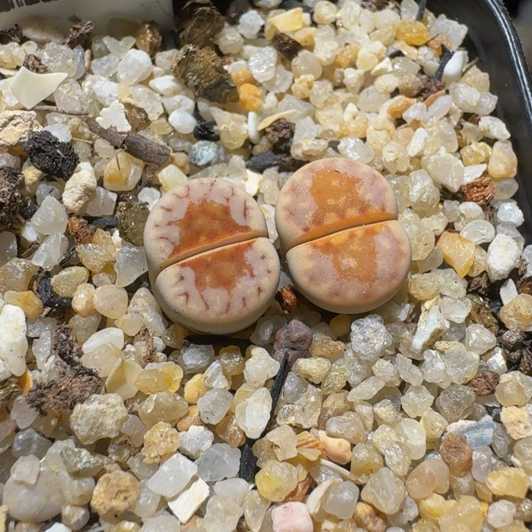 梅***吃绝绝绝子生石花3034