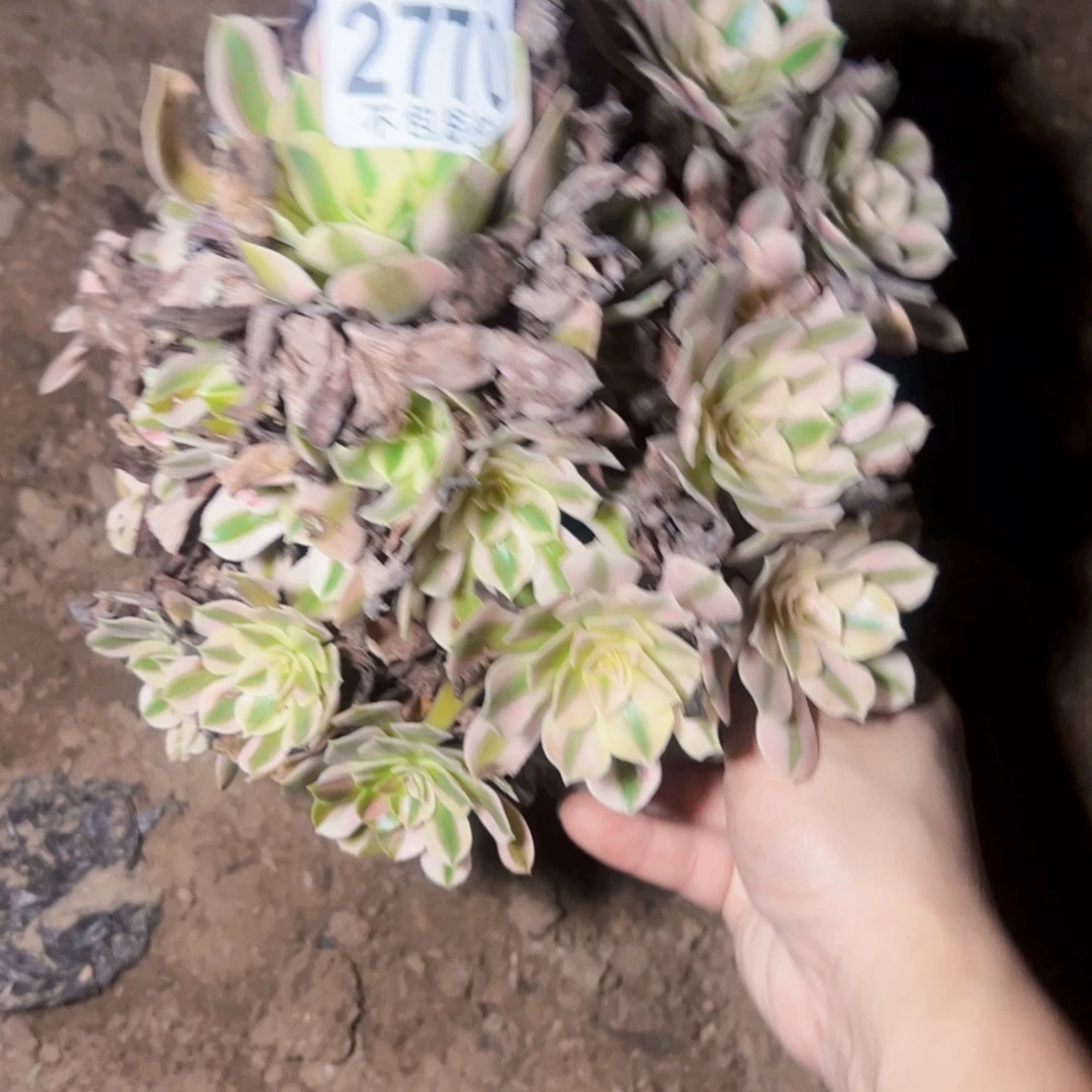 粉女巫多肉植物2770