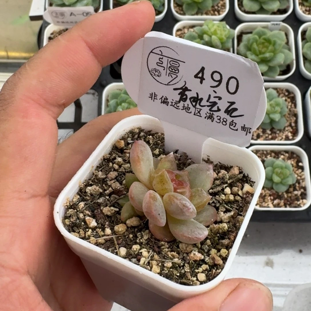 490云慢优选一物一拍