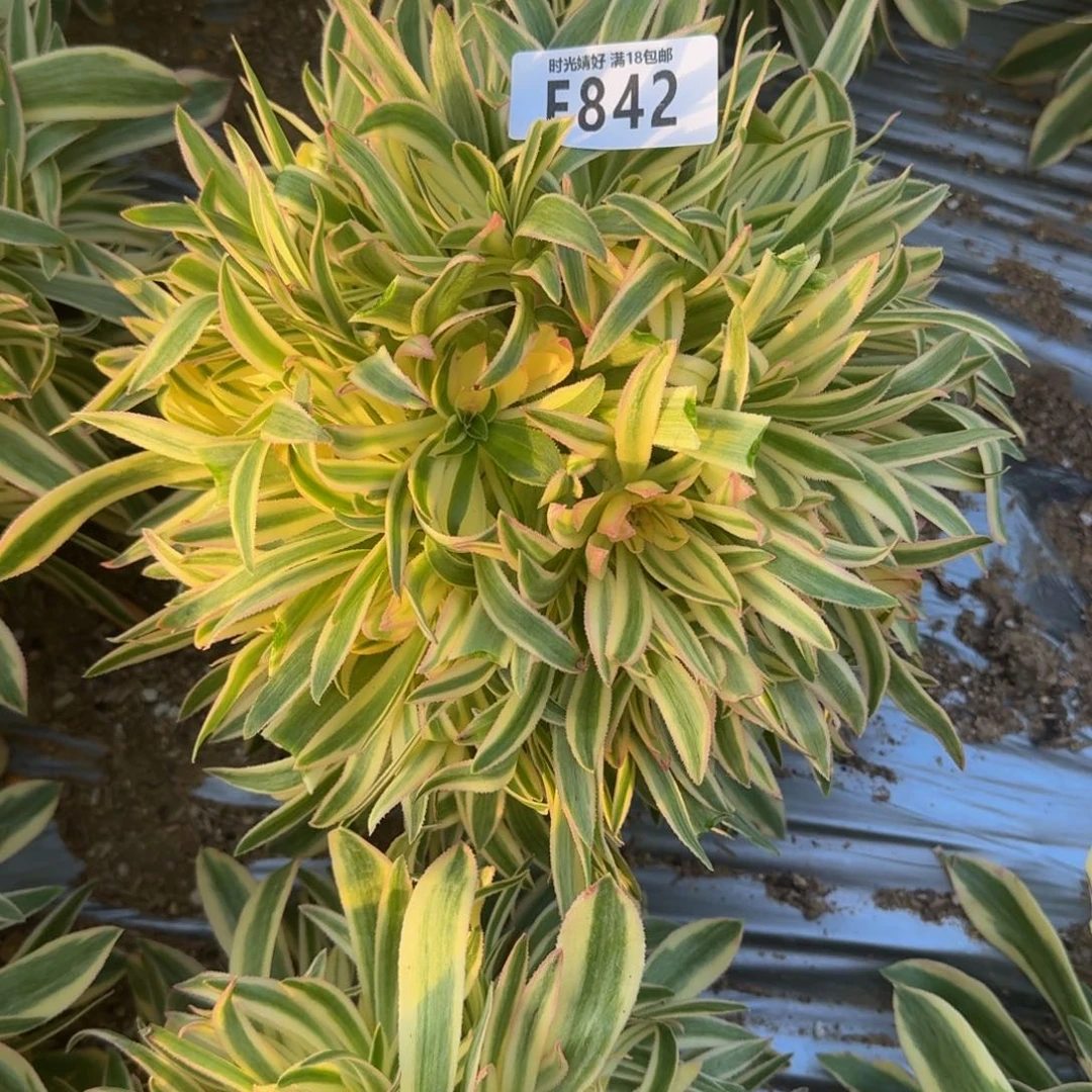 842夕颜多肉植物