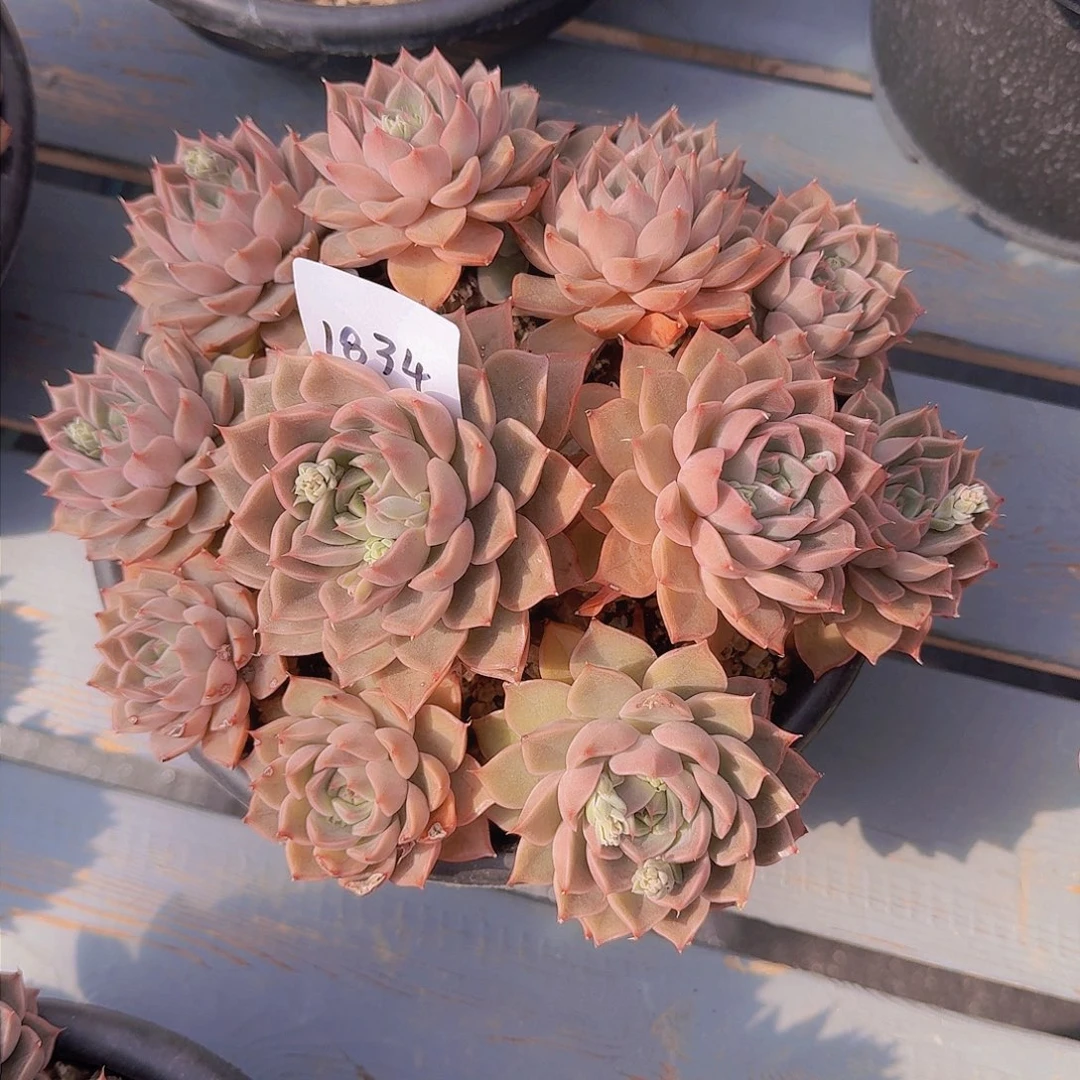 我****?1834玫瑰夫人多肉