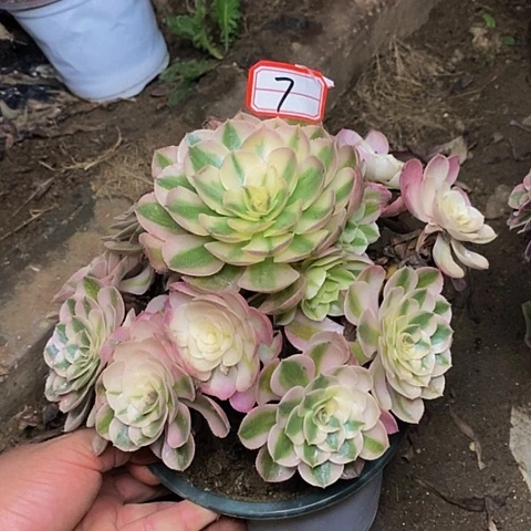 倾城老桩捧花法师7号