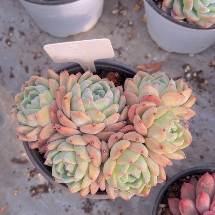 健健康康平平安安