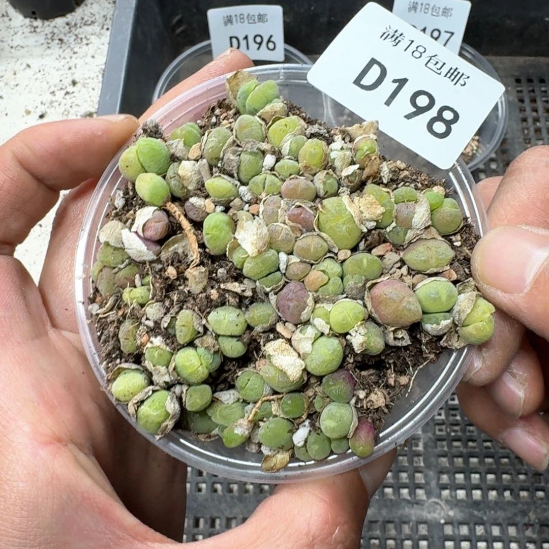 D198 毛翠滴一大盒