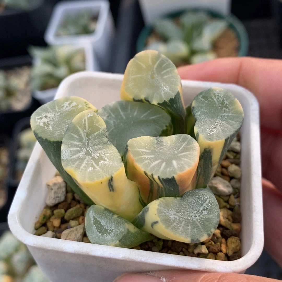 一颗实生白瓷X飞鸟万象锦