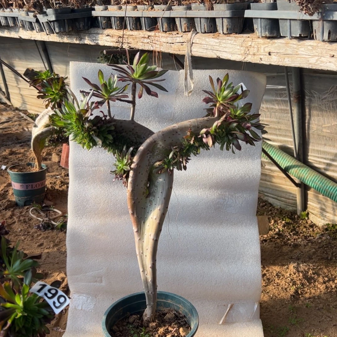 妖翅膀有伤087高度43厘米