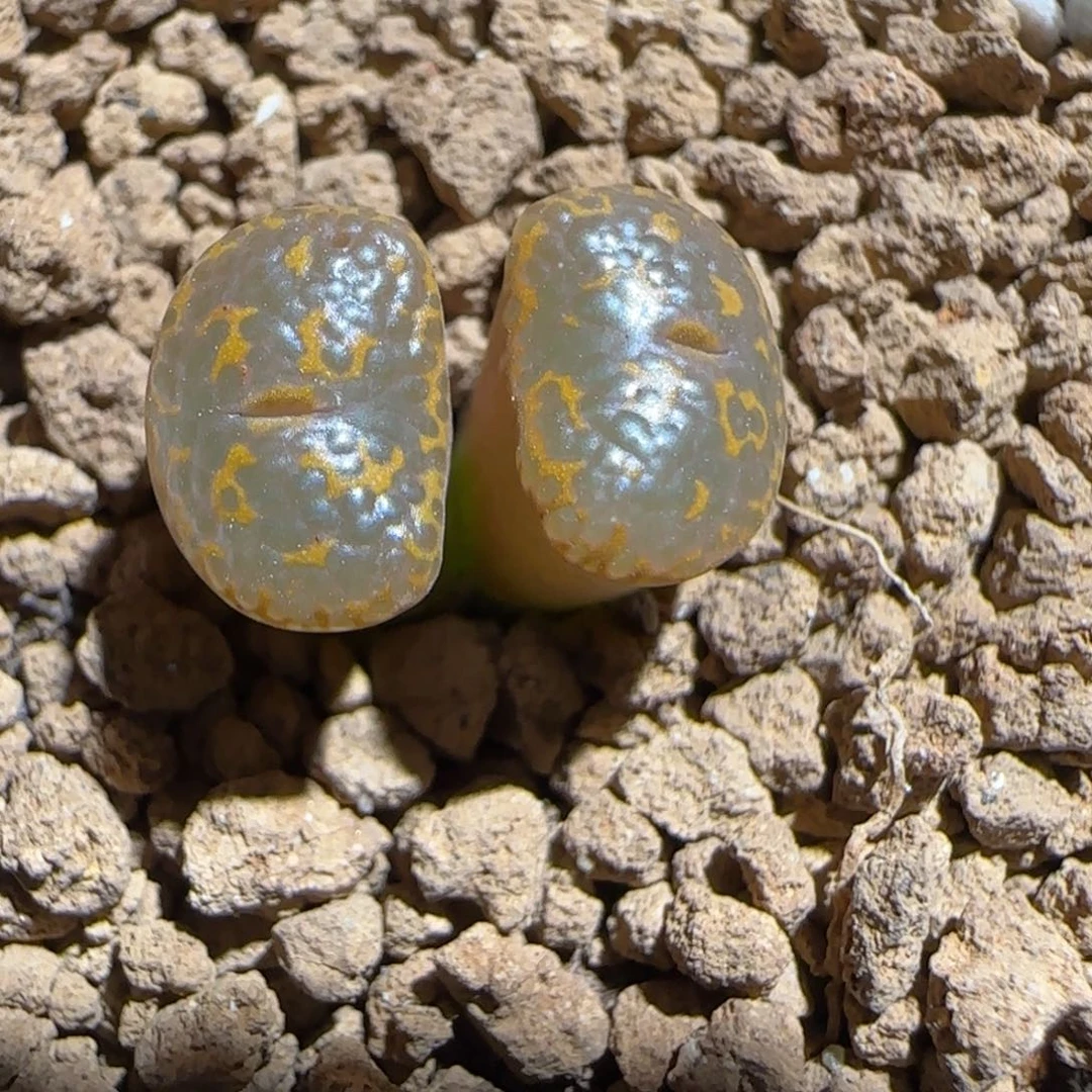 肉锥多肉植物组合-k勋1422