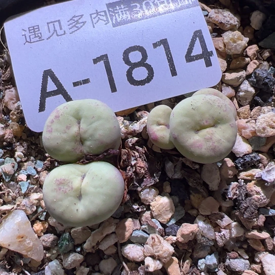 多肉植物11111111111111