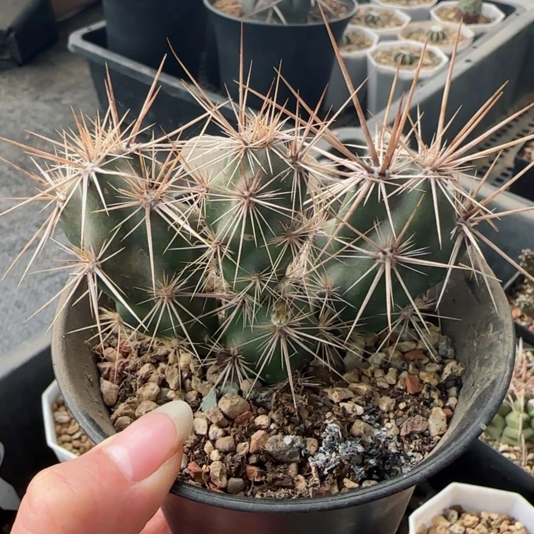 114自根强刺舞者团扇多肉