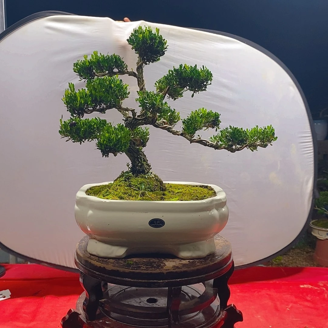 广东雀舌黄杨盆景