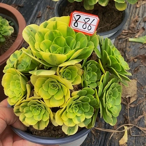 五彩琉璃老桩捧花886号
