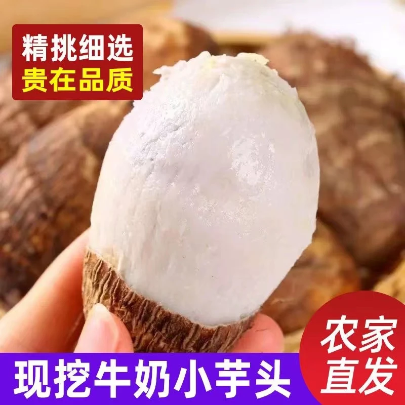 新鲜芋头山东牛奶小芋头现挖毛芋头软糯粉香芋仔芋艿蔬菜整箱批发