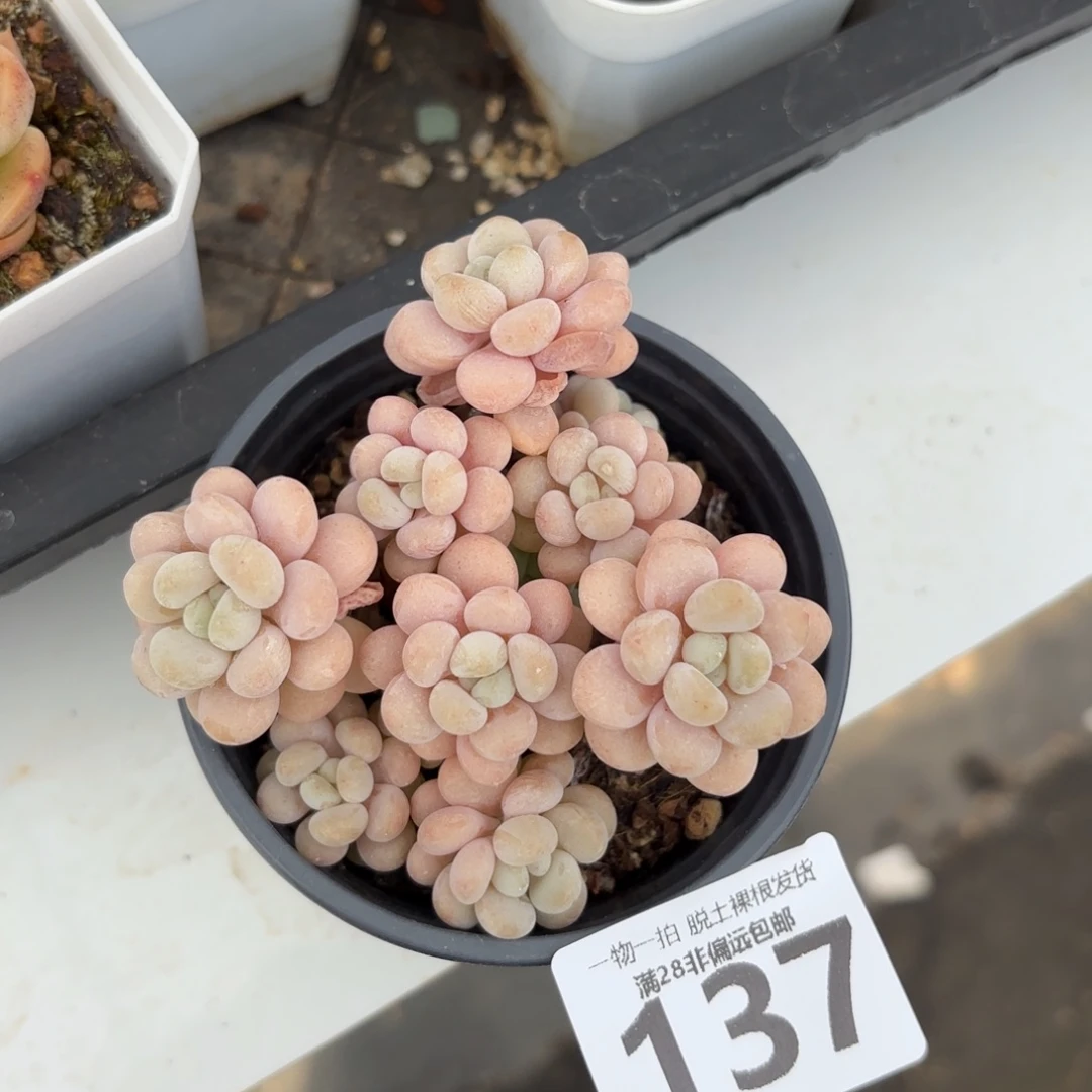 韩系洛可可无盆土发货