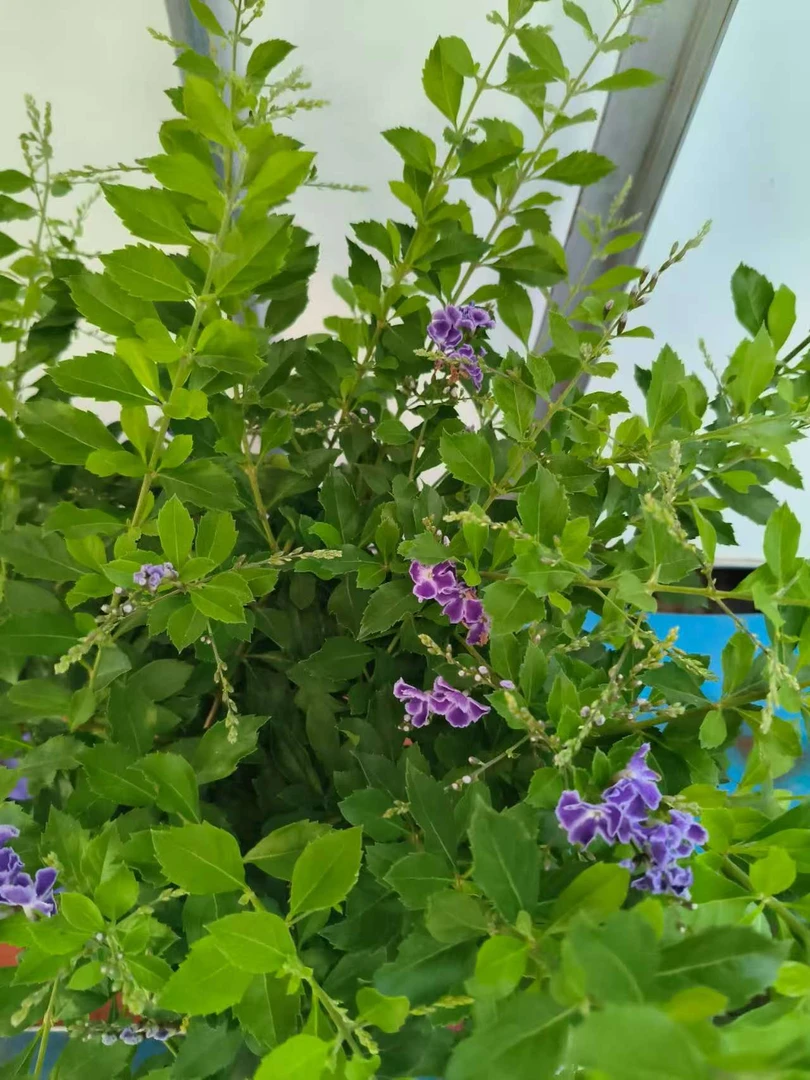 【蕾丝金露】巧克力味盆栽紫色花瓣绿植