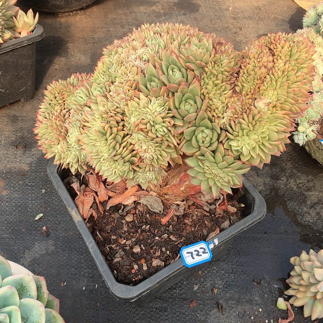 722缀化 微瑕 一物一拍多肉