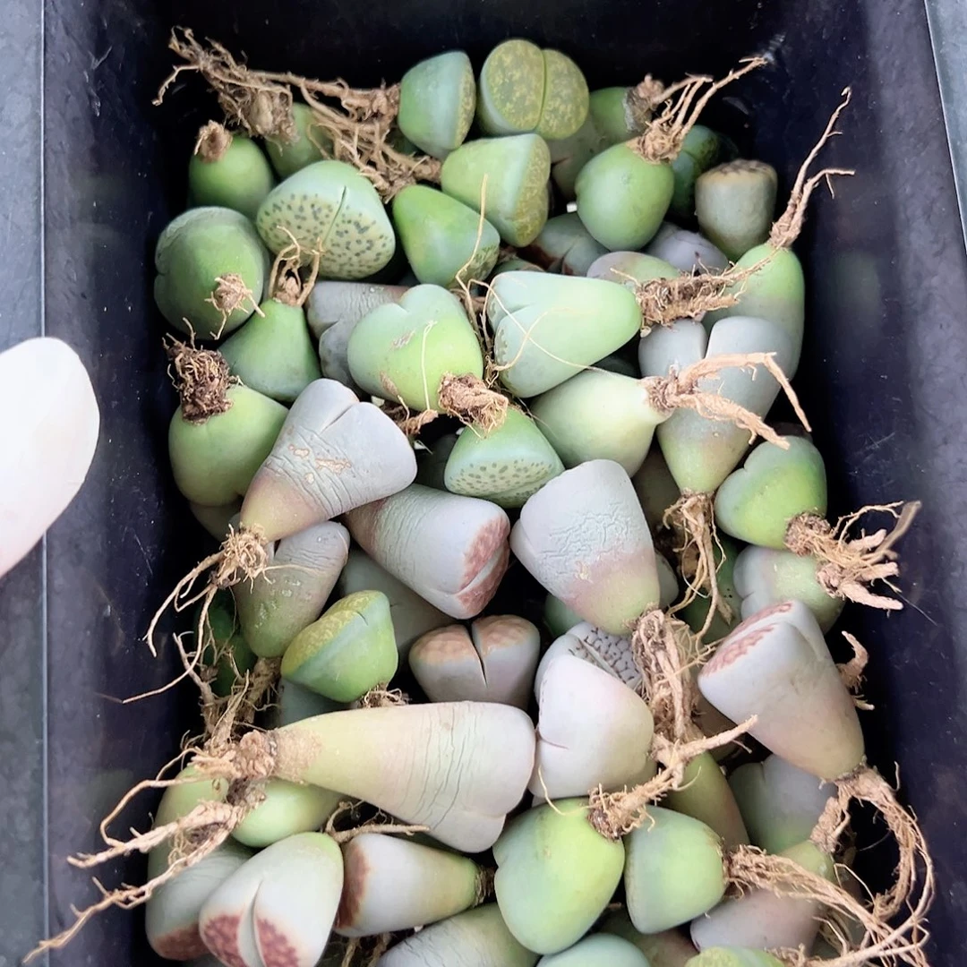 4996 好养易活生石花大母本82个1.5-2cm打包出