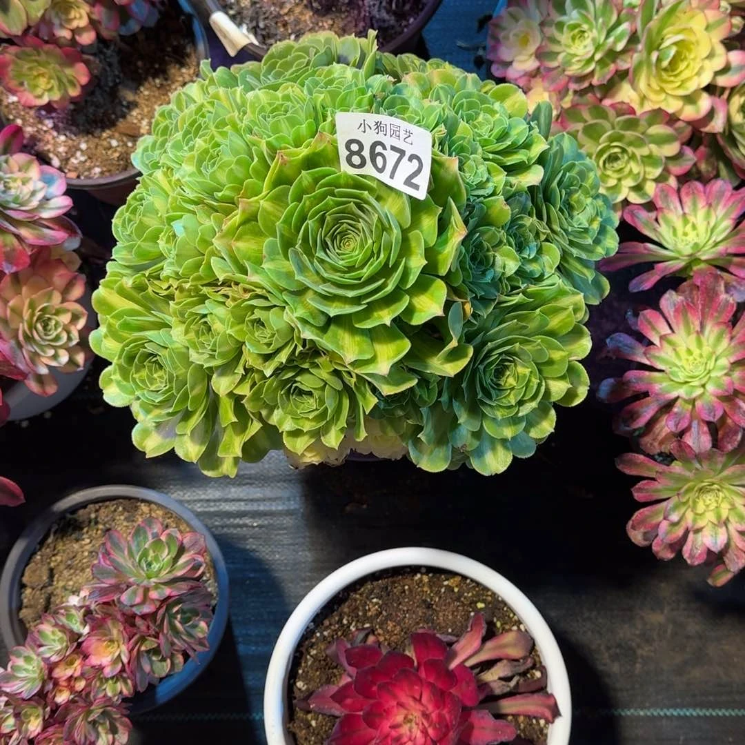 卡****宝琉璃翡翠多肉植物8672