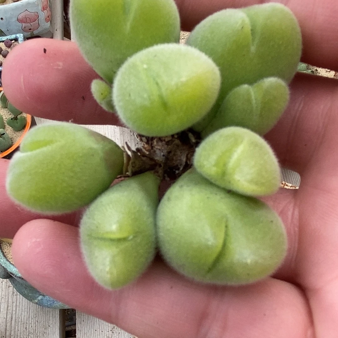 26119长毛毛翠滴一群。