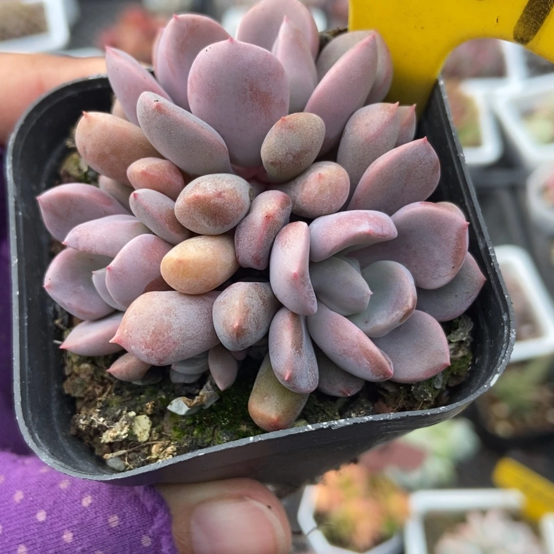 1087丘比特多肉植物