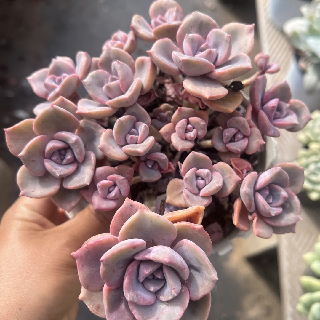 彩虹糖控养老桩自然群，多肉植物办公室室内盆栽净化空气