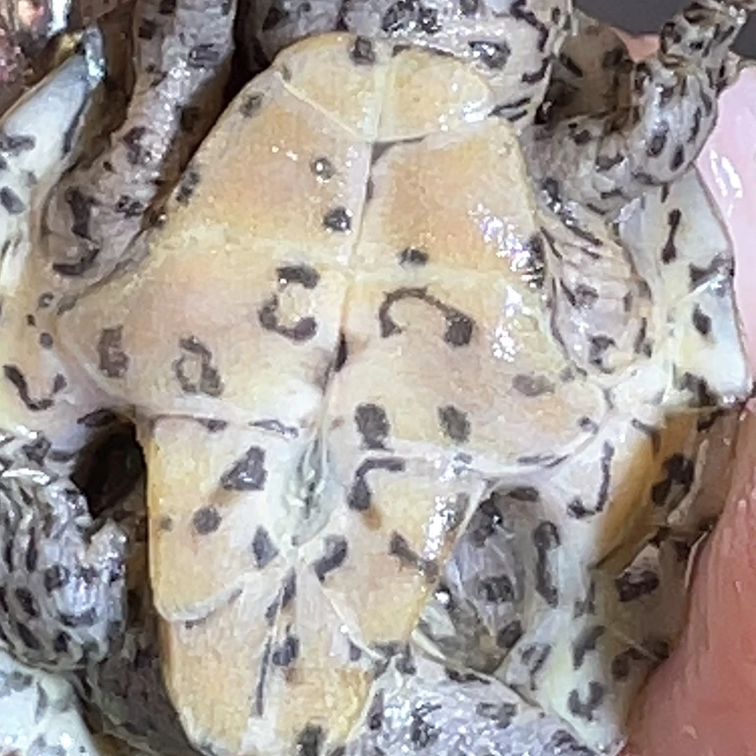 宠物龟不分公母F3全品满纹粗纹黑刀