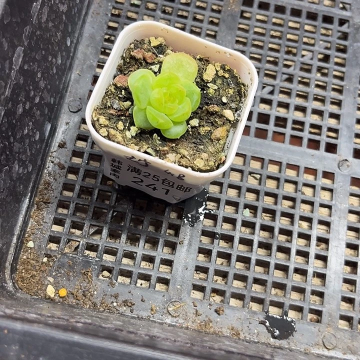 241  一物一拍 满20包邮