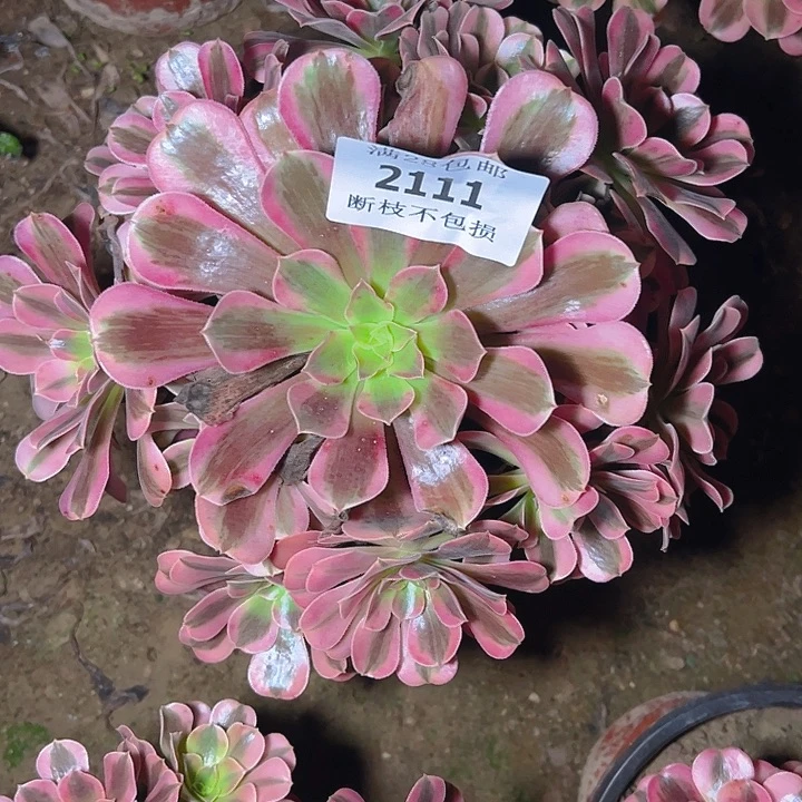 2111美杜莎多肉植物