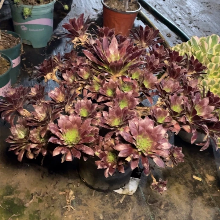 41孔雀多肉多肉植物多肉