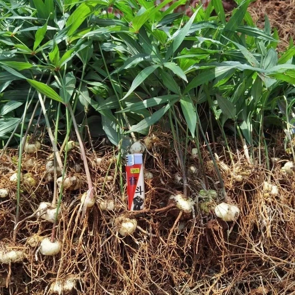 黄精苗红花滇黄精产量高基地种植提供种植技术指导老虎姜黄精正宗