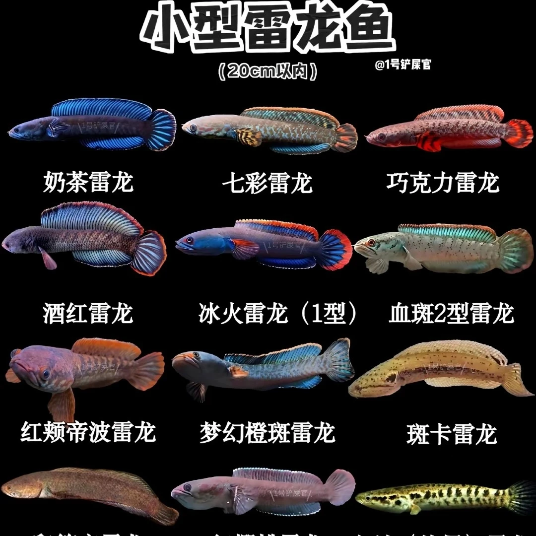 竞拍链接 观赏鱼雷龙鱼多品种可选适合混养的淡水活鱼