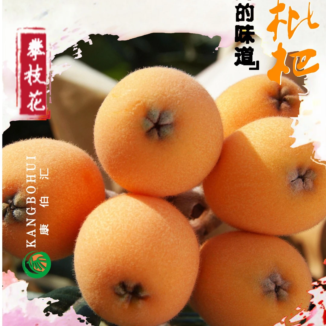 【比米农场】攀枝花阳光米易早钟枇杷净果4.5斤/8斤礼品装