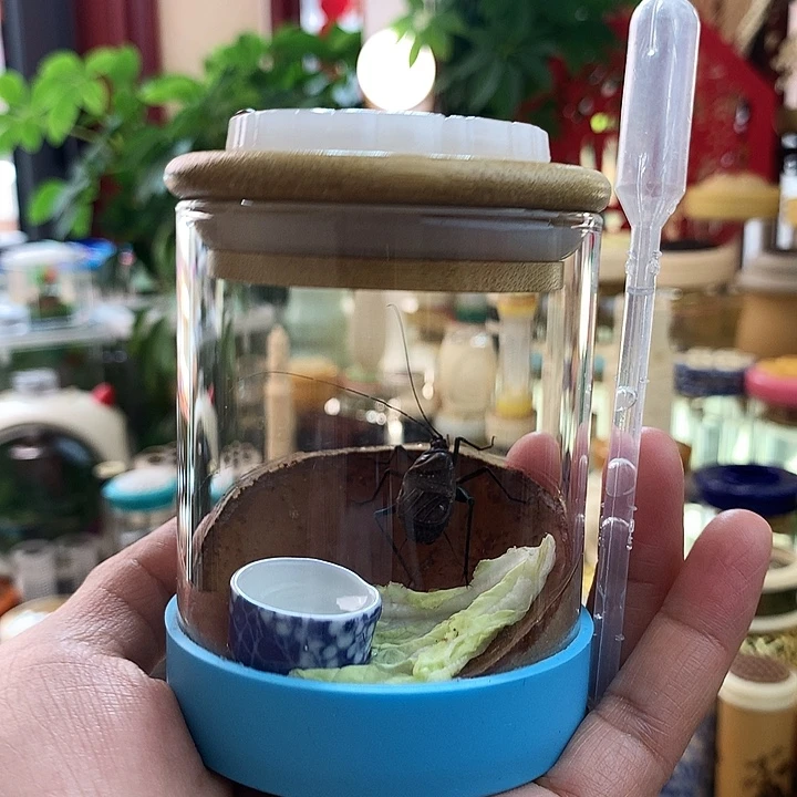 断须麒麟套装啊啊啊啊啊啊