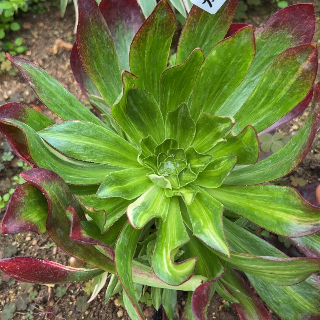 280魅影七彩多肉植物