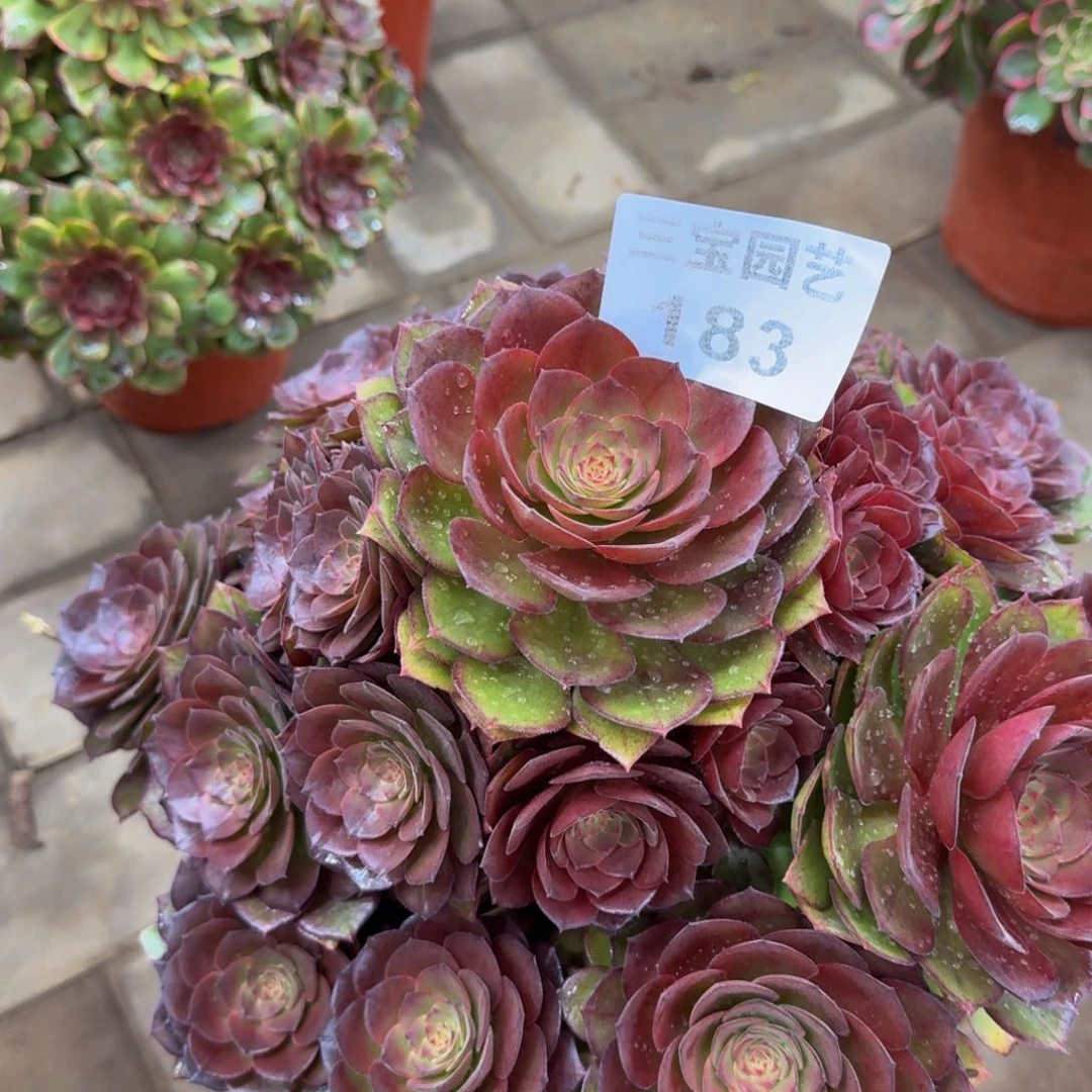 大****?多肉植物183thsw桃花石