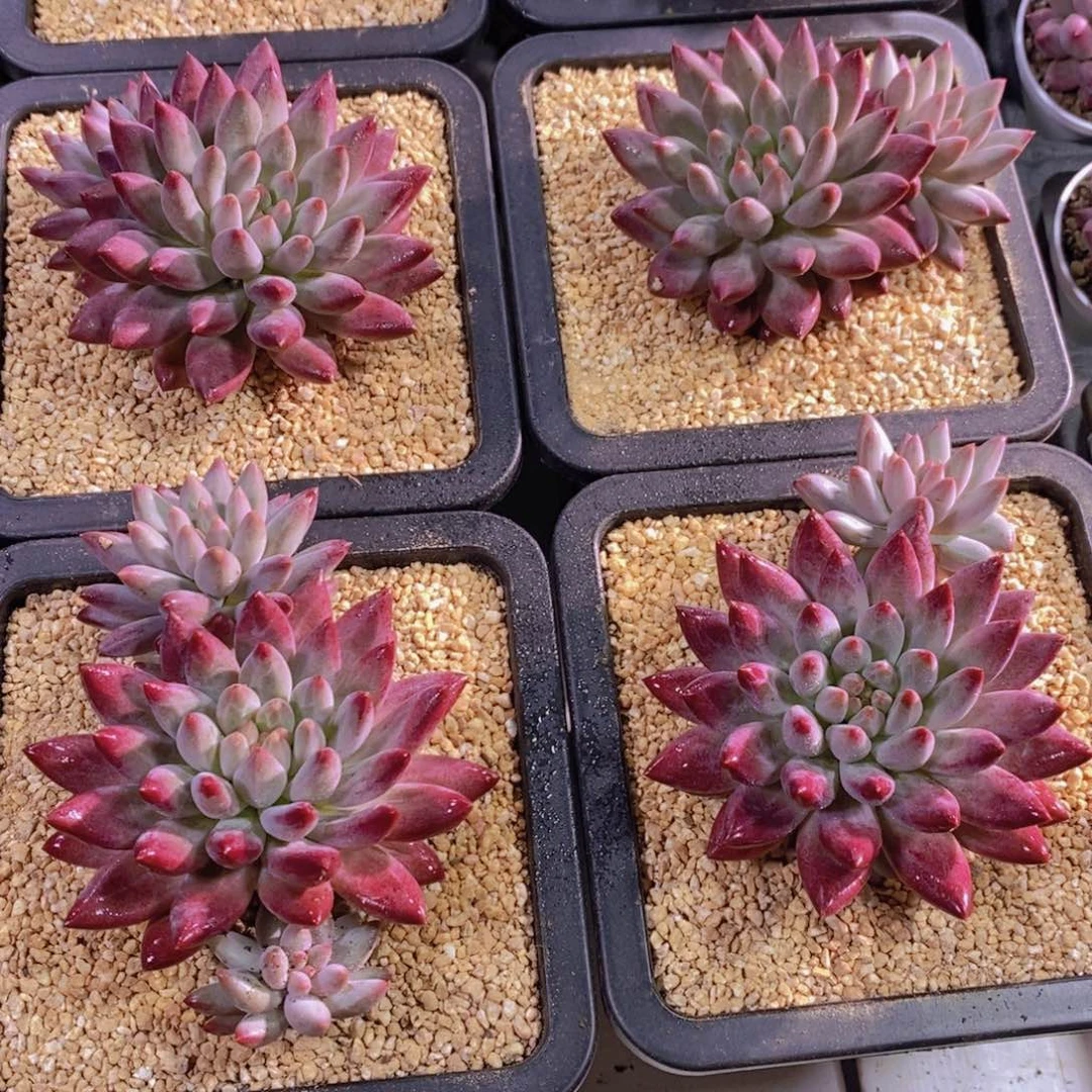 量拍27号 精品母本飘枝如烟美人双头一个