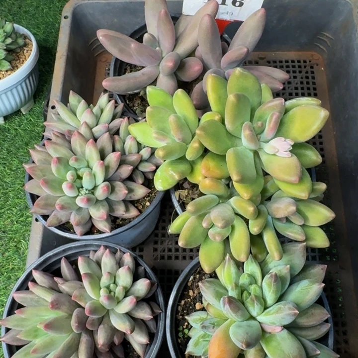 116多肉植物一物一拍