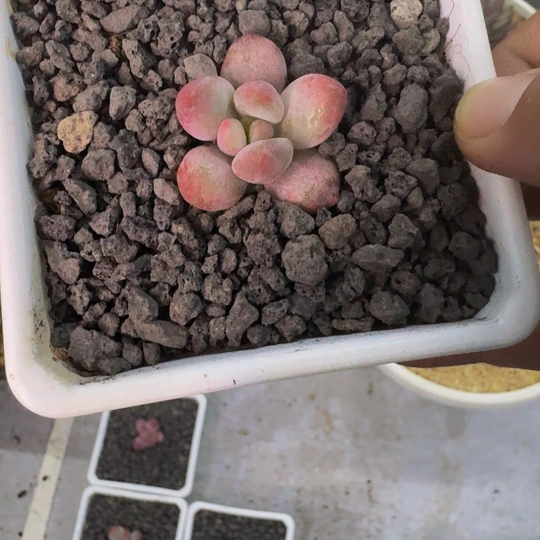 琴***熙虞美人石化 一物一拍