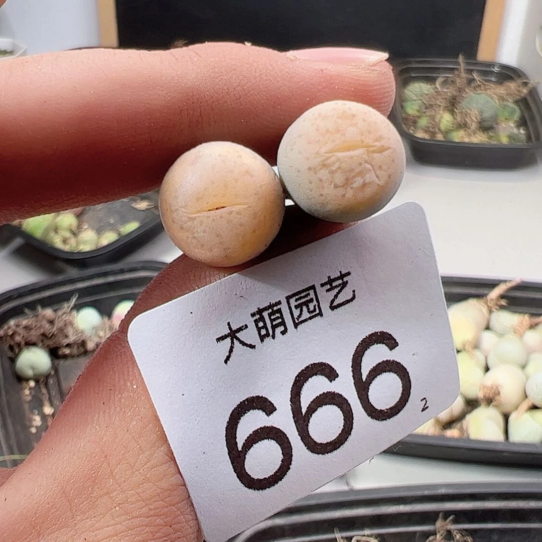 0000666 一物一拍……