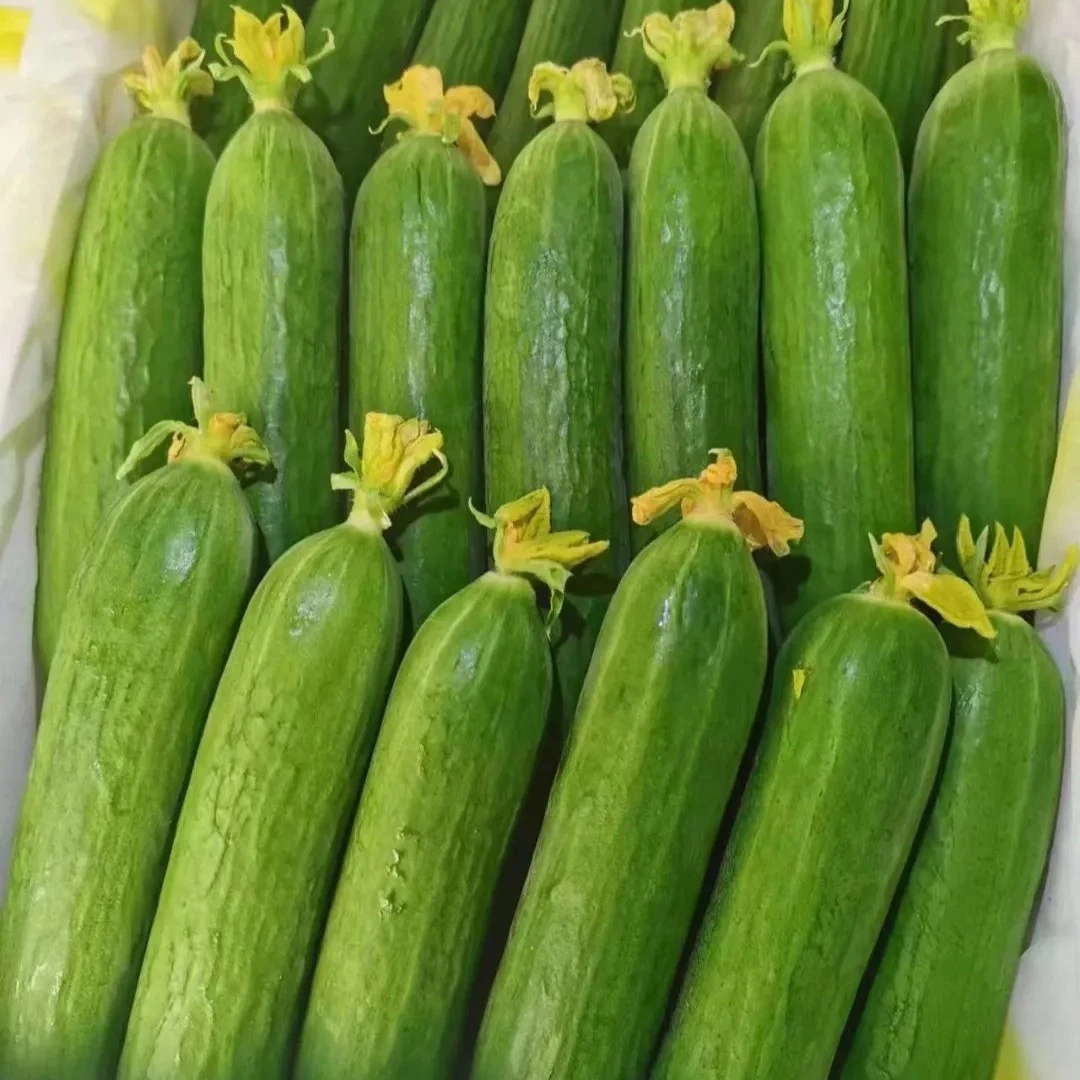 洗净水果黄瓜绿色蔬菜